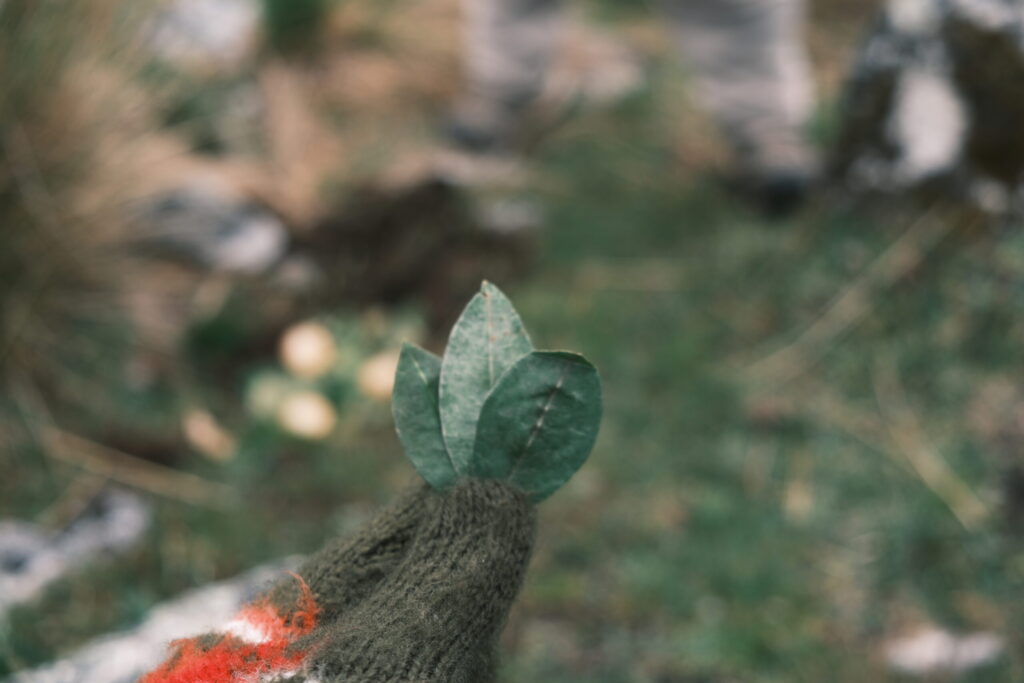 手渡されたコカの葉3枚。