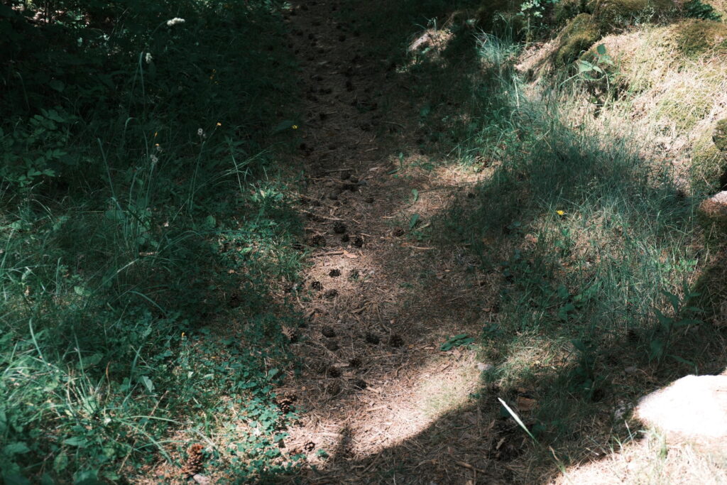 登山道。