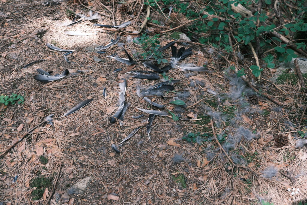 鳥の羽が散乱している様子