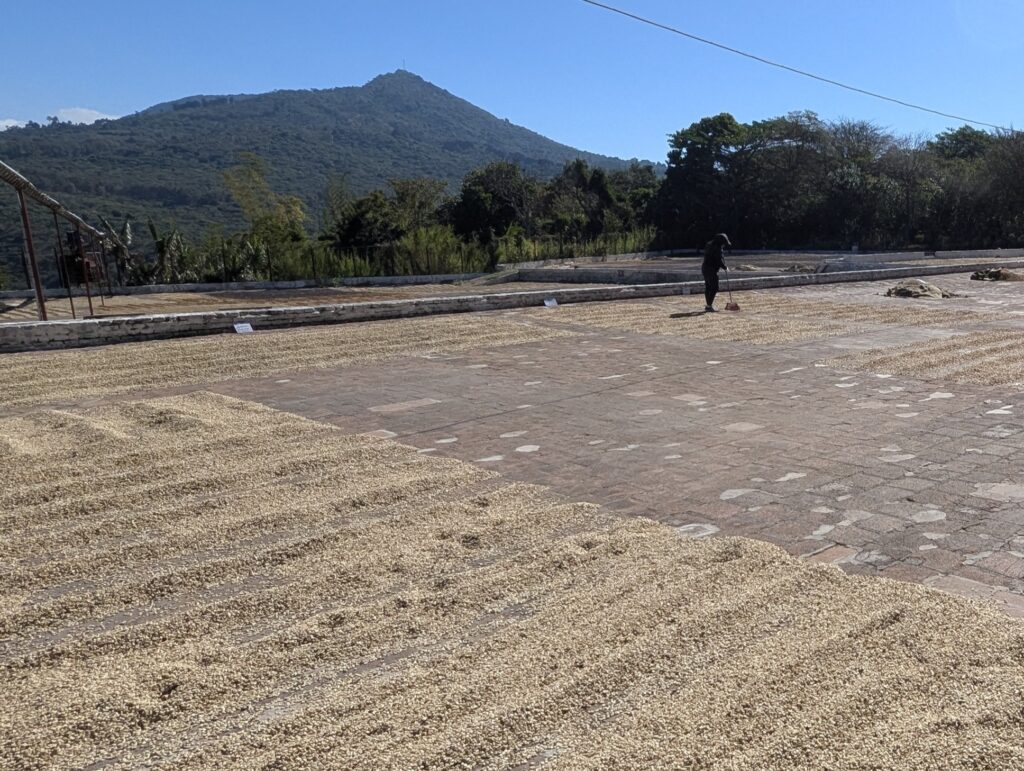 エルサルバドルのコーヒー農園ツアーで収穫後に乾燥させている大量のコーヒー豆(パティオ)
